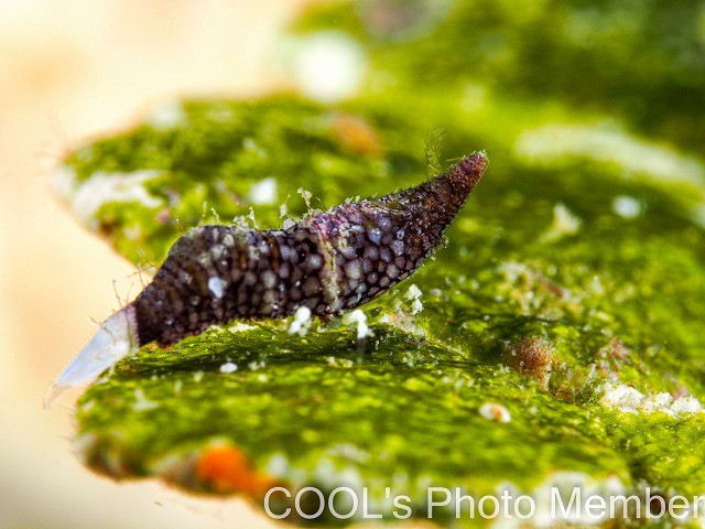 ラトレウテス・ビコルニス