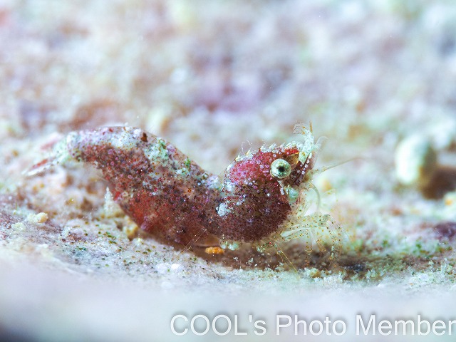 サシミシュリンプ