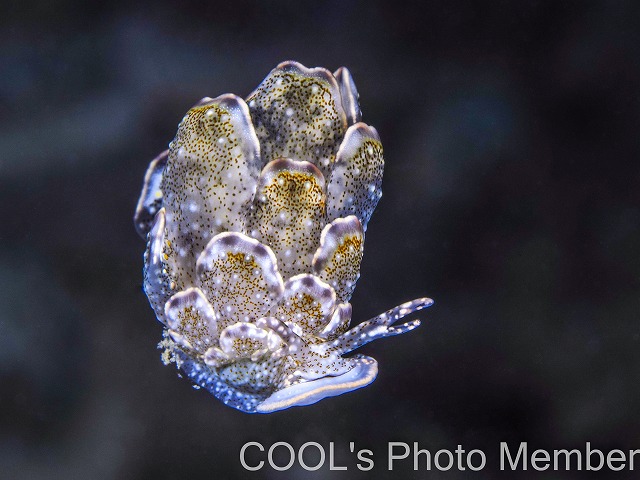 ハナビラウロコウミウシ