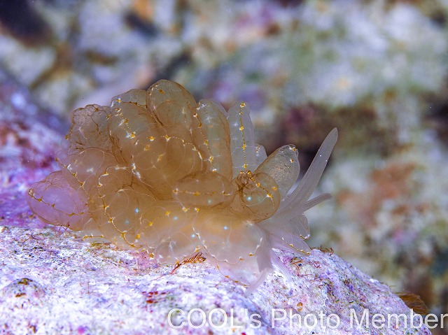 ミヤビウロコウミウシ