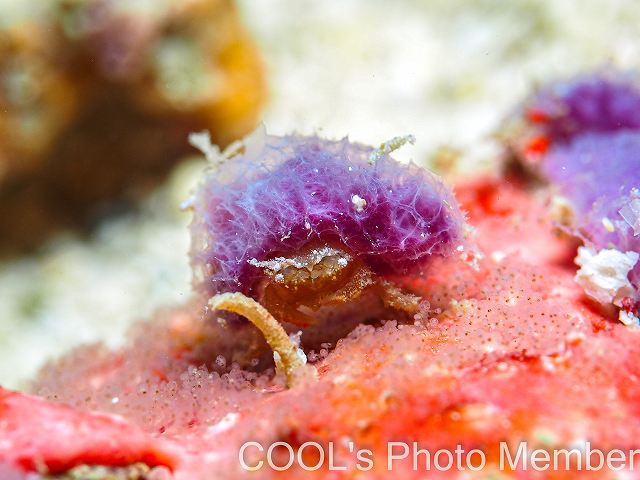 カイカムリの仲間