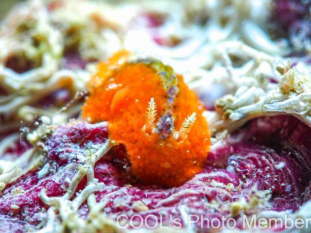 サンカクウミウシ