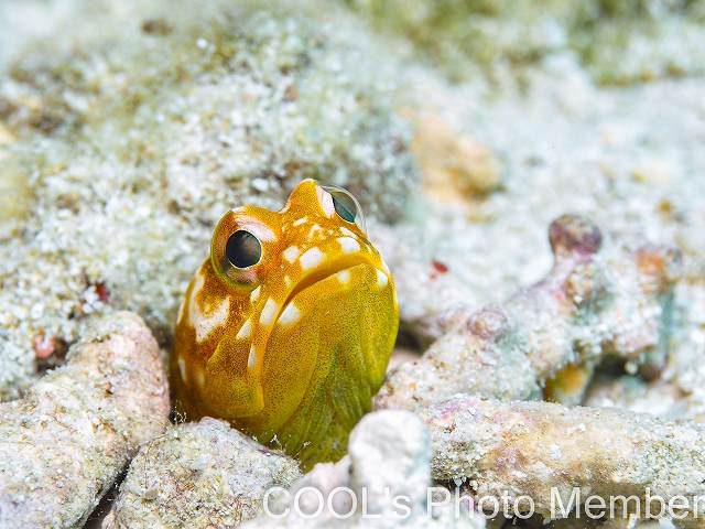 ホシカゲアゴアマダイ