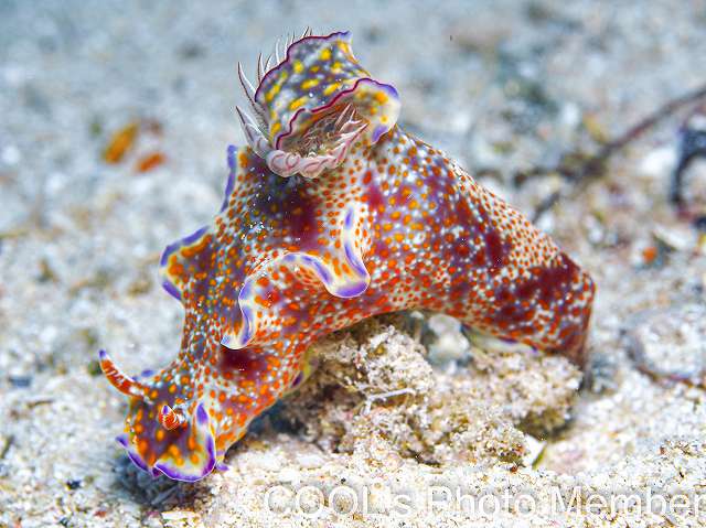 テヌウニシキウミウシ