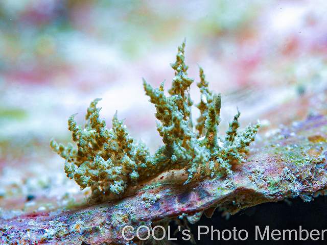 カラジシウミウシ