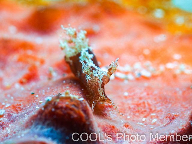 モウサンウミウシ