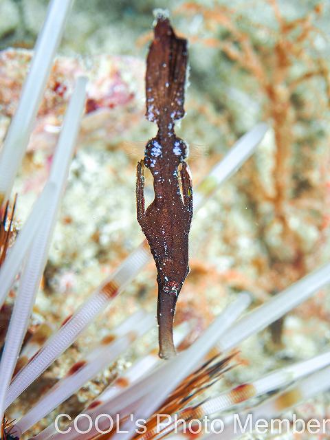 ホソフウライウオ