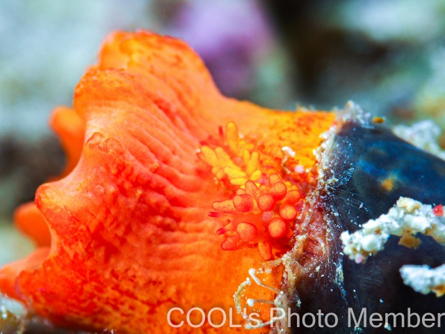 イボヤギミノウミウシ