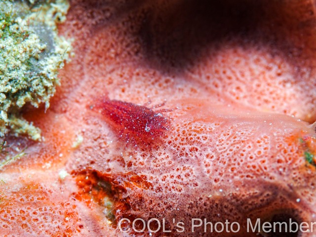 ヂェラストカリス・パロンアェ