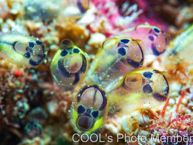 アオパンダホヤ