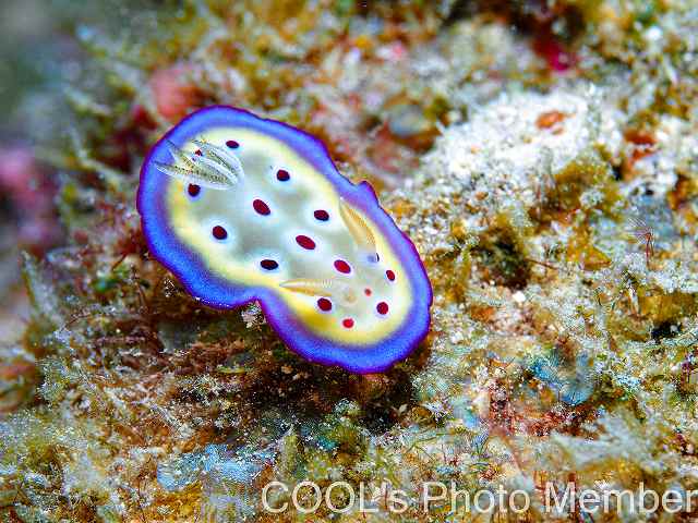 オトヒメウミウシ