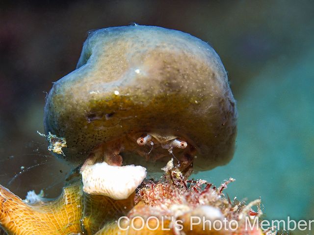 カイカムリの仲間