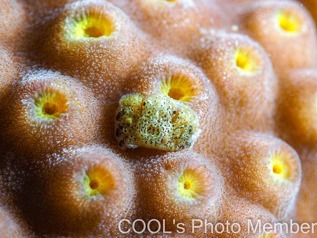 アシビロサンゴヤドリガニSP