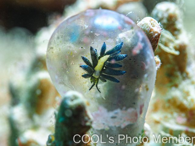 エルコラニア・エンドフィトファガ