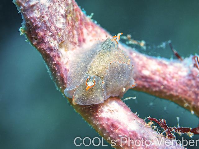 コンニャクウミコチョウ