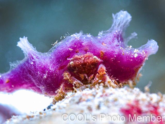 カイカムリの仲間