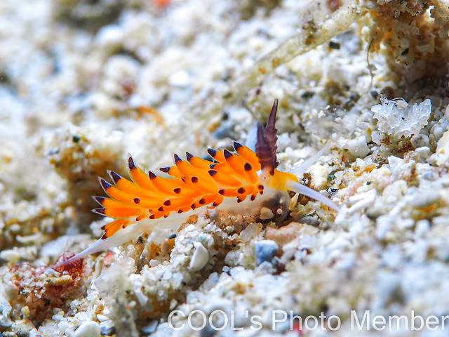 ツルガチゴミノウミウシ