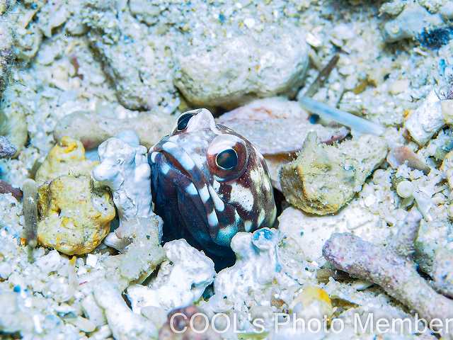 ホシカゲアゴアマダイ