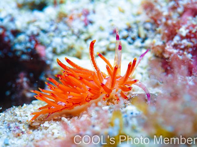 アンヘルミノモドキ