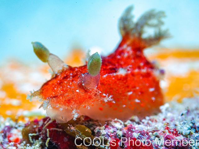 ニンジンヒカリウミウシ