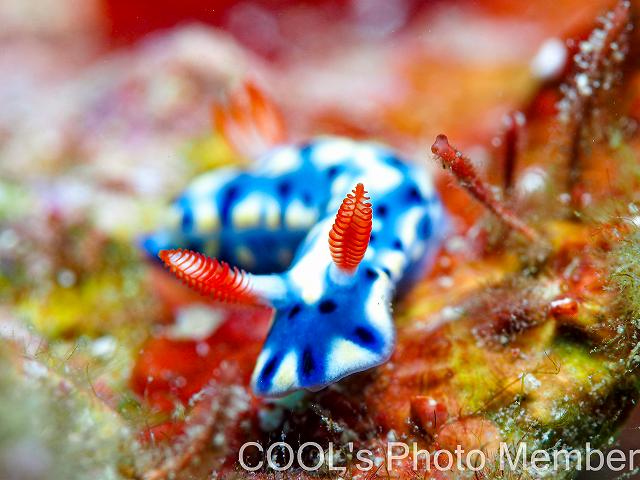 ホシゾラウミウシ