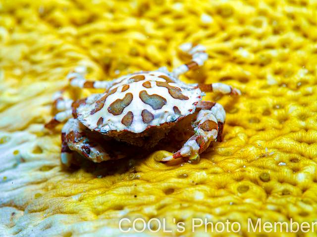 ナマコマルガザミ