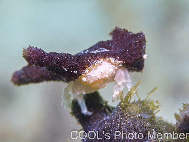 カイカムリの仲間