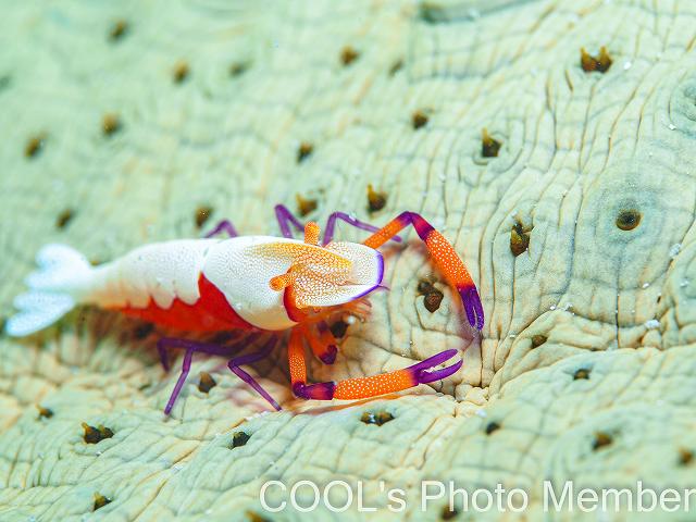 ウミウシカクレエビ