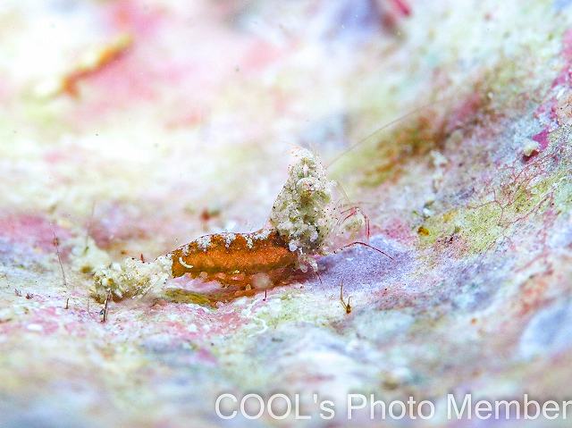 サシミシュリンプ