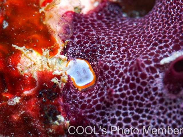 フジナミウミウシ