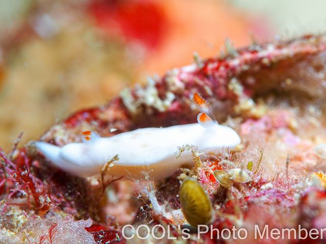 シロウサギウミウシ