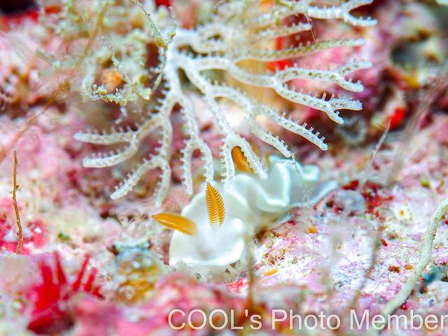 ヘリシロイロウミウシ