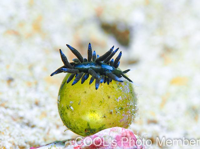 エルコラニア・エンドフィトファガ