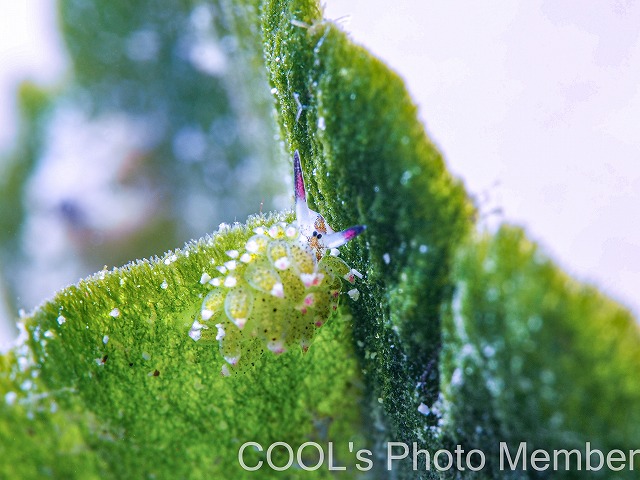 クサイロモウミウシ