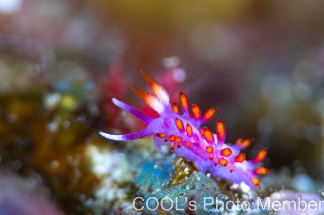 ルージュミノウミウシ