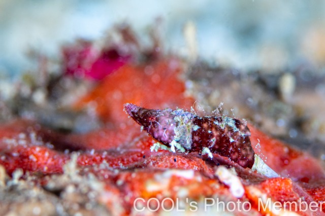 ラトレウテス・ビコルニス