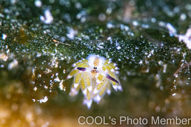 クサイロモウミウシ