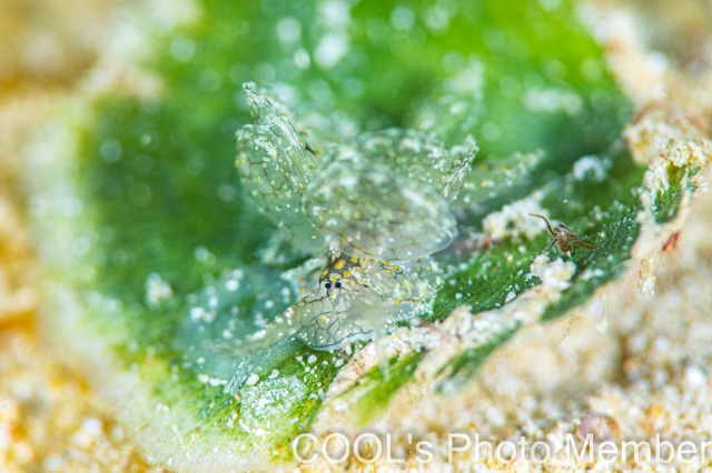 アミメウロコウミウシ