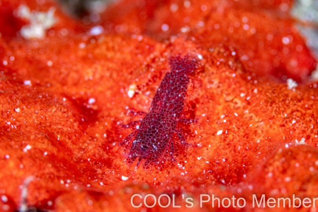 ヂェラストカリス・パロンアェ