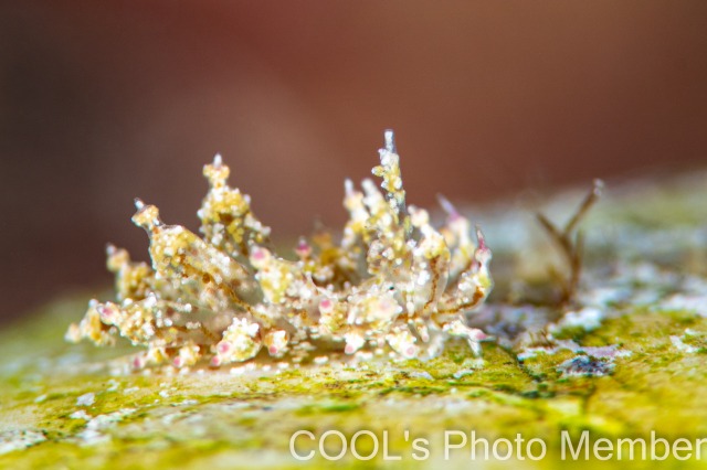 ハナサキコヤナギウミウシ