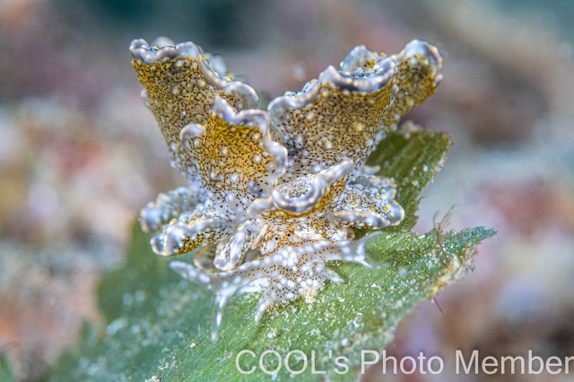 ハナビラウロコウミウシ