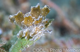 ハナビラウロコウミウシ