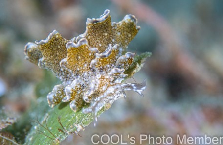 ハナビラウロコウミウシ