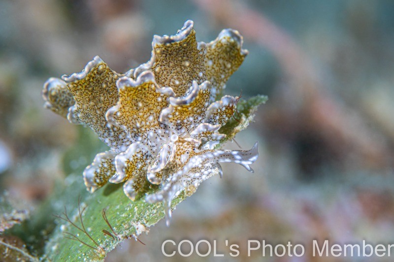 ハナビラウロコウミウシ