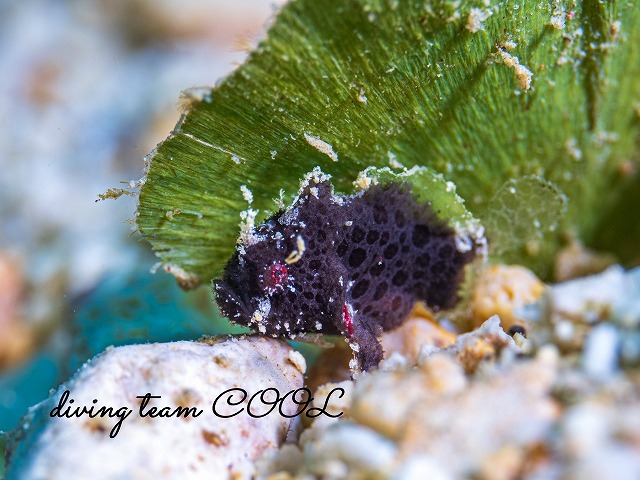 エナガカエルアンコウの幼魚