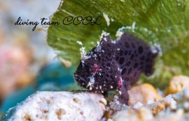 エナガカエルアンコウの幼魚