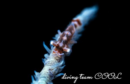 ビシャモンエビ