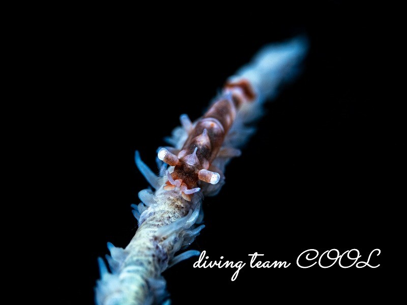 ビシャモンエビ