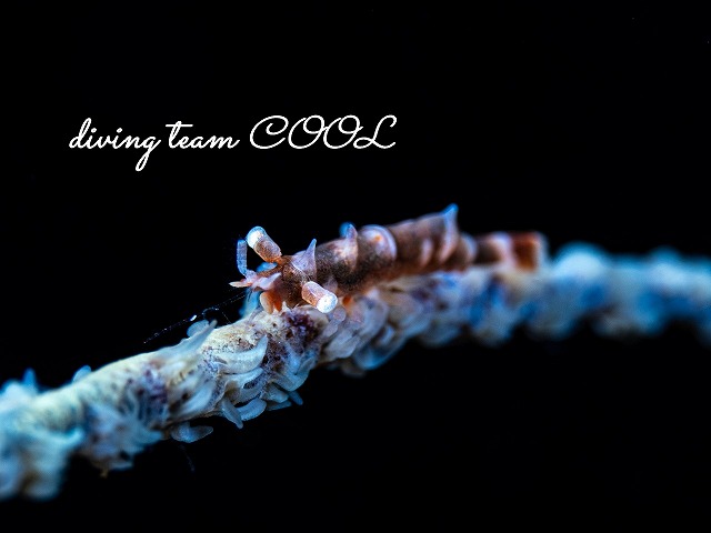 ビシャモンエビ