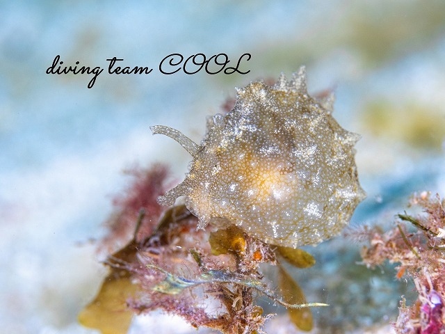 フウセンウミウシ